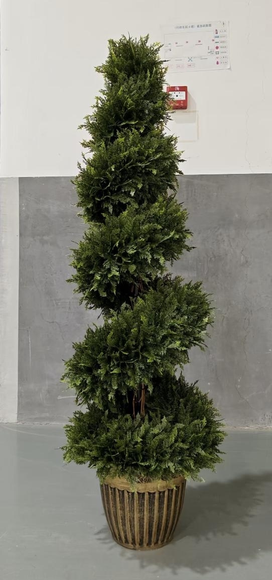 Spiral Cypress